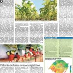 Calor e falta de chuva já provocam prejuízos na agricultura gaúcha