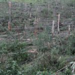 Emergência na Argentina e chuva forte na fronteira gaúcha