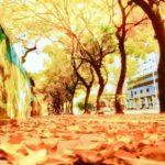 O colorido de inverno em Porto Alegre