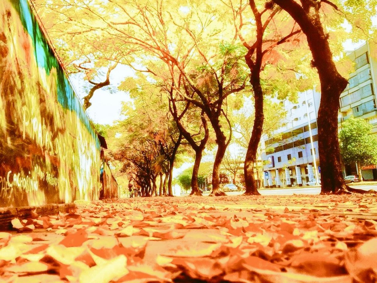 O colorido de inverno em Porto Alegre