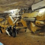 Curiosidades da grande onda de frio de julho de 2013