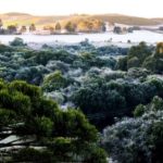 Quando até as copas das árvores congelam