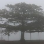 Grêmio tem o “jogo do nevoeiro” em dia de cerração e frio incomuns