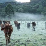 Altos volumes de chuva hoje no Oeste e Sul gaúcho