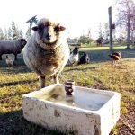 Madrugada mais fria em anos no Centro da Argentina