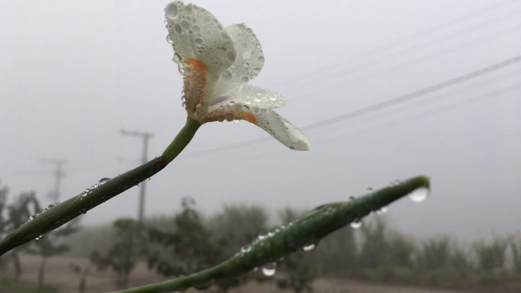 Avanço de ar seco e frio vai melhorar o tempo hoje