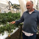 Desastre na fruticultura da Serra Gaúcha