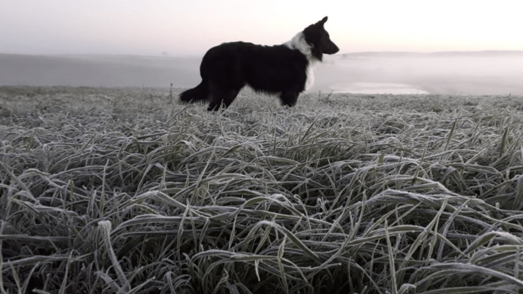 As lindas imagens do frio no Rio Grande do Sul