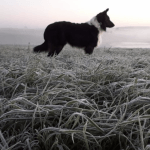 As lindas imagens do frio no Rio Grande do Sul