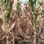 Desastre na safra argentina