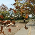 O que esperar do outono?