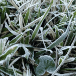 Segunda de sol começa com geada e terá tarde amena