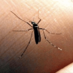 Clima quente e úmido prorroga uma praga de verão