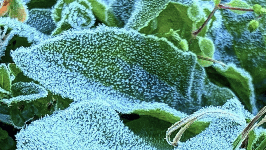 Qual o risco de ocorrências de geada tardia neste ano?