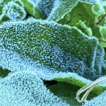 Qual o risco de ocorrências de geada tardia neste ano?