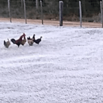 Confira as mínimas de hoje no Rio Grande do Sul