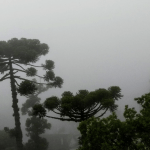 Frio fora de época e tempo seco vão marcar a semana no Rio Grande do Sul