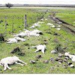 Uruguai tem desastre no campo e risco agora é pro Sul do Brasil