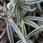 Outro dia de frio tardio e geada no Sul do Brasil