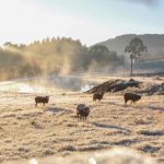 Sábado começou gelado no Sul e no Sudeste com até -3,8ºC