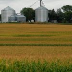 Confirma-se esperada piora da safra americana