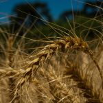 O que agosto reserva para a cultura do trigo?