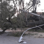 Ventania da madrugada derrubou árvores em Porto Alegre