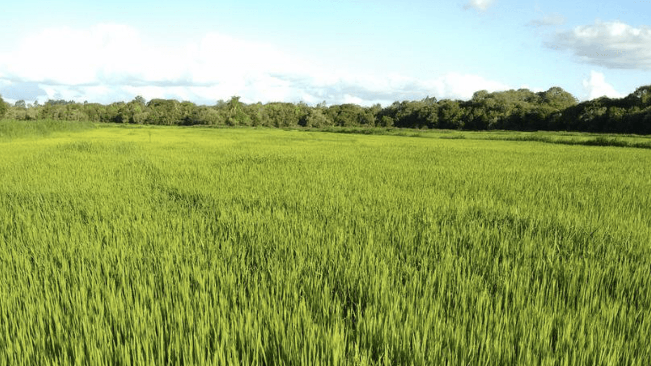 Cenário de precipitação preocupante na agricultura gaúcha