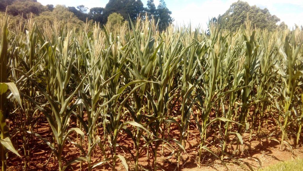 Estiagem se agrava em diversas regiões de Santa Catarina
