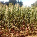 Estiagem se agrava em diversas regiões de Santa Catarina