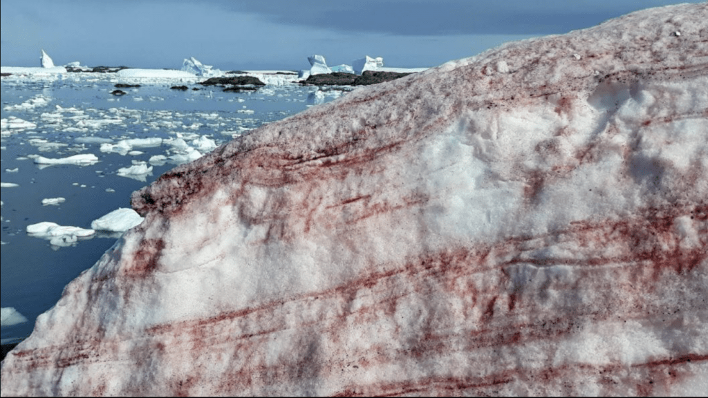 “Neve de sangue” espanta cientistas em base na Antártida
