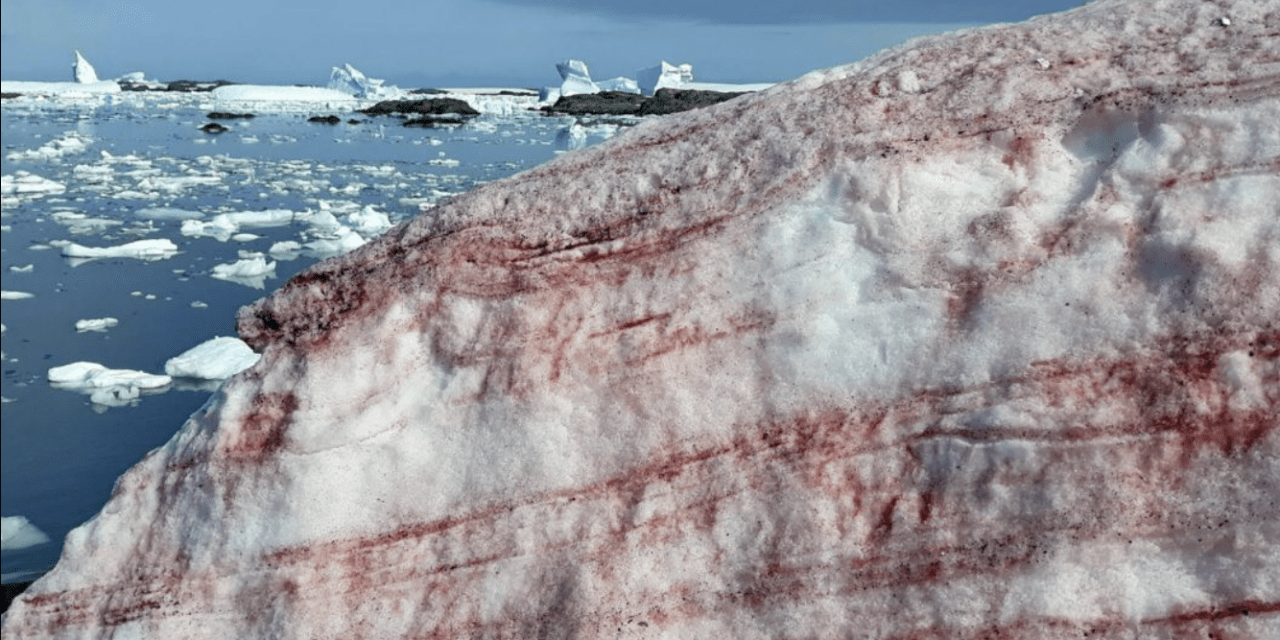 “Neve de sangue” espanta cientistas em base na Antártida