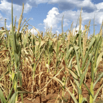 Estiagem no Rio Grande do Sul segue ou acaba em fevereiro?