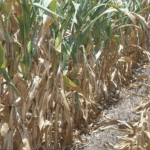 Cenário cada vez mais complicado para o milho gaúcho