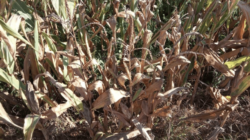 Semana será muito ruim para a agricultura do Rio Grande do Sul