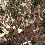 Semana será muito ruim para a agricultura do Rio Grande do Sul