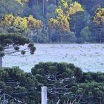 Santa Catarina amanheceu hoje com 1°C e formação de geada
