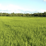 Atenção para chuva irregular em Santa Catarina e Paraná