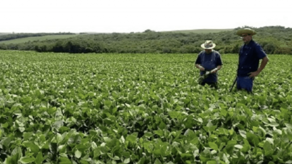 Uma boa notícia para as lavouras de soja do Rio Grande do Sul