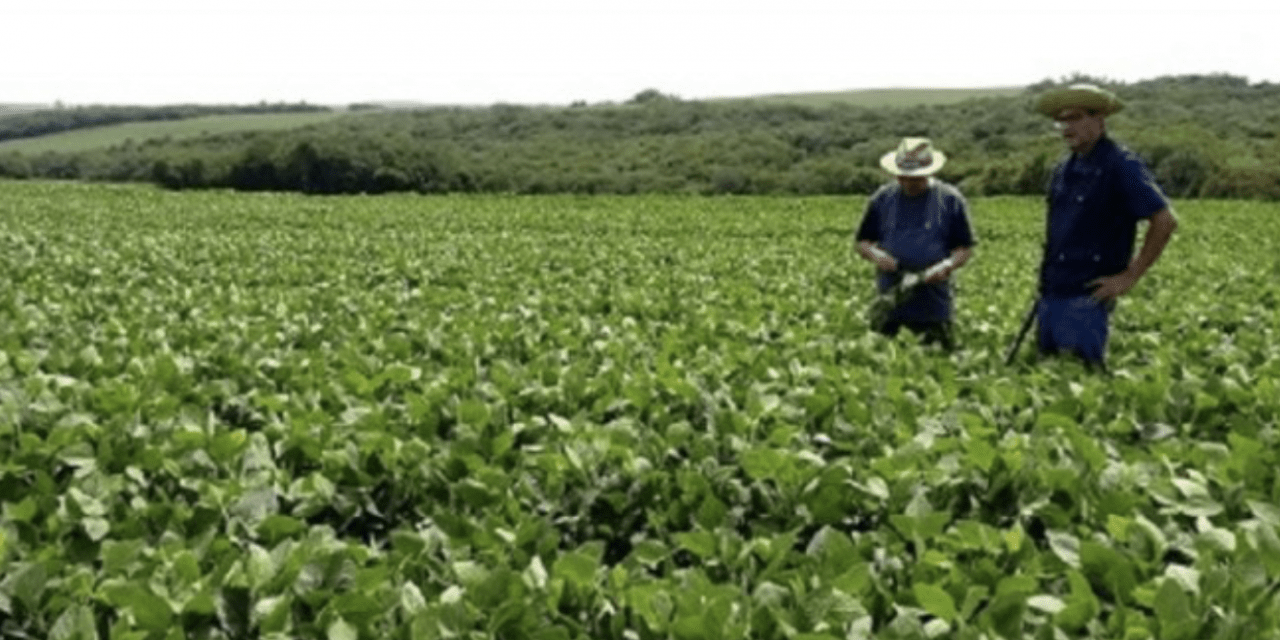 Uma boa notícia para as lavouras de soja do Rio Grande do Sul