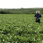 Uma boa notícia para as lavouras de soja do Rio Grande do Sul