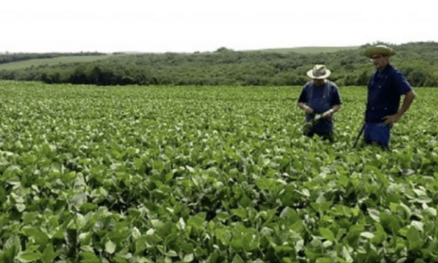 Uma boa notícia para as lavouras de soja do Rio Grande do Sul