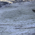 Santa Catarina amanheceu com geada nesta quinta-feira