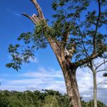 Domingo com predomínio do sol