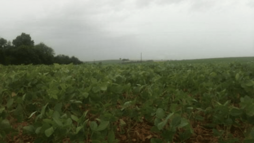 Chuva será suficiente para as lavouras gaúchas de soja?