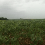 Chuva será suficiente para as lavouras gaúchas de soja?