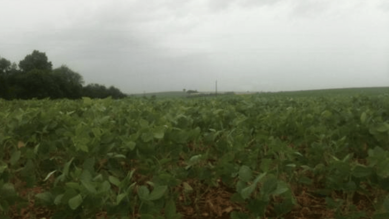 Chuva será suficiente para as lavouras gaúchas de soja?