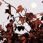 Tendência climática – O que esperar do outono de 2020