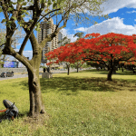 Segunda-feira de tempo ensolarado e grande amplitude térmica