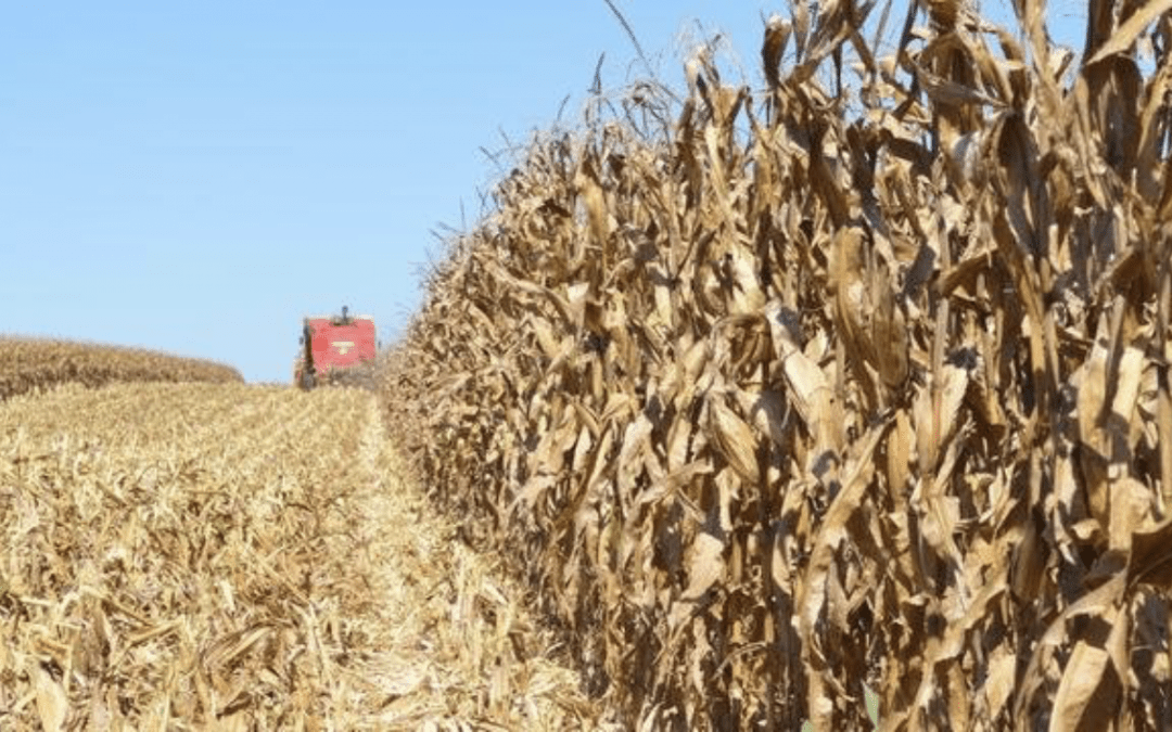 Estiagem – Fevereiro começa com más notícias para o campo gaúcho